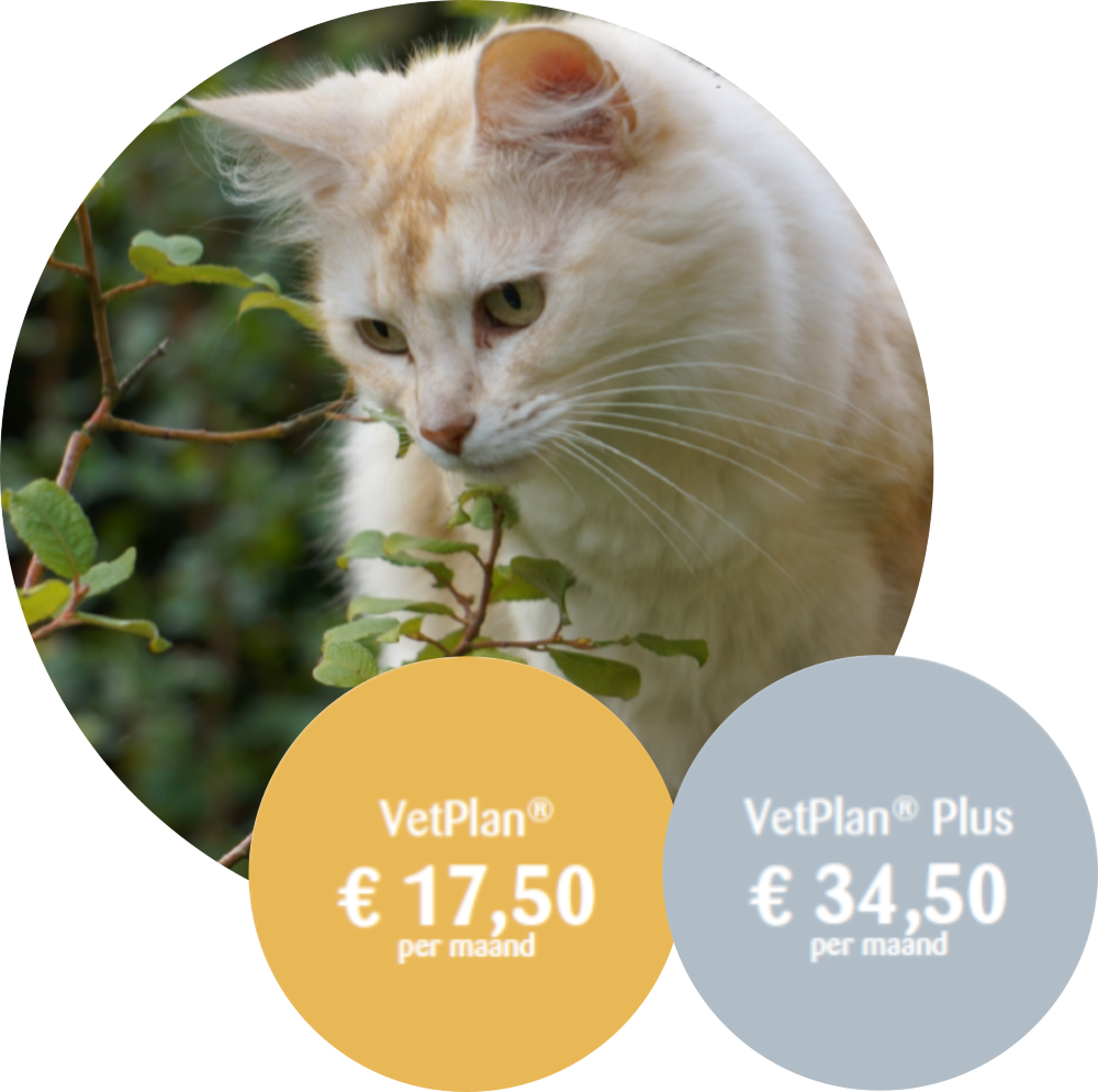 VetPlan® Kat